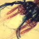 Illustration for article titled You Swallow These Invisible Shrimp With Every Gulp of NYC Tap Water